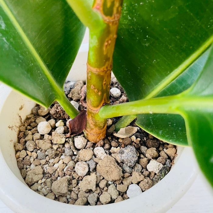 観葉植物 ゴムの木 フィカス・ロブスター 5号鉢 苗木 鉢植え インド