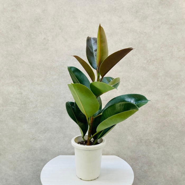 19_000000001386.jpg?1714035809