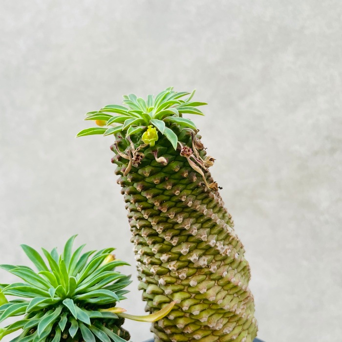 観葉植物 ユーフォルビア ソテツキリン 4号鉢苗 パイナップル