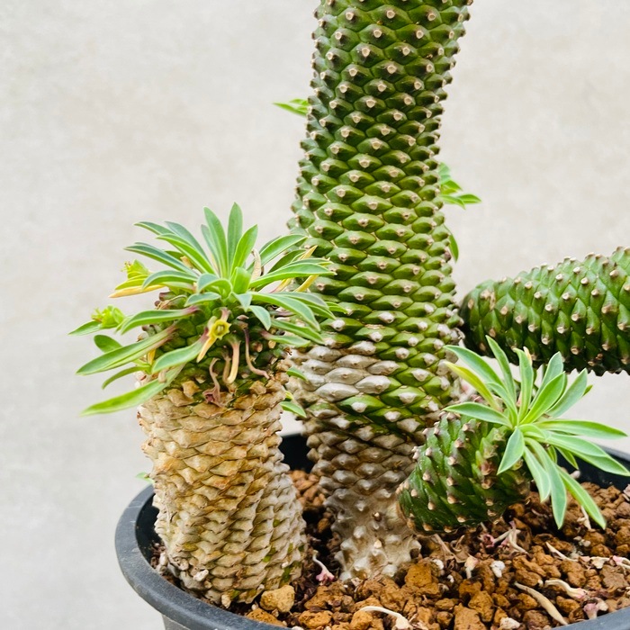 ✳️目玉商品✳️ 蘇鉄麒麟 ユーフォルビア パイナップルコーン 20本SET‼️ ✳️目玉商品✳️蘇鉄麒麟 ユーフォルビア パイナップルコーン 20本SET