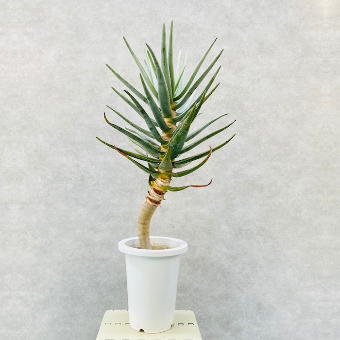 アロエ ディコトマ 引取り限定 栃木県足利市 現品多肉植物 アロエ ディコトマ 6号 12147(h7) : 千草園芸