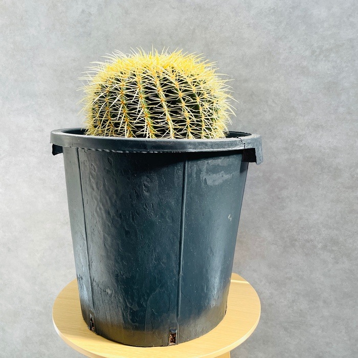 サボテンの王様 金鯱 12号鉢 大型 特大 観葉植物 多肉植物 金シャチ