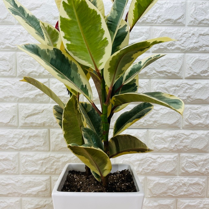 観葉植物 ゴムの木 フィカス・デコラ・トリカラー 6号鉢 苗木 鉢植え