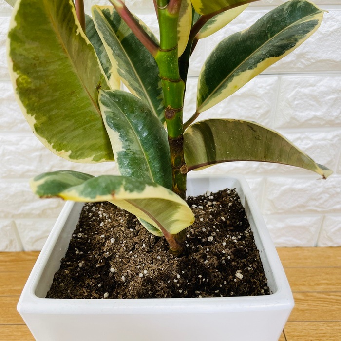 観葉植物 ゴムの木 フィカス・デコラ・トリカラー 6号鉢 苗木 鉢植え