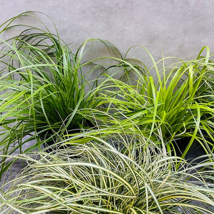 カレックス 5品種セット 寄せ植え用 10株セット 15cm苗 常緑多年草