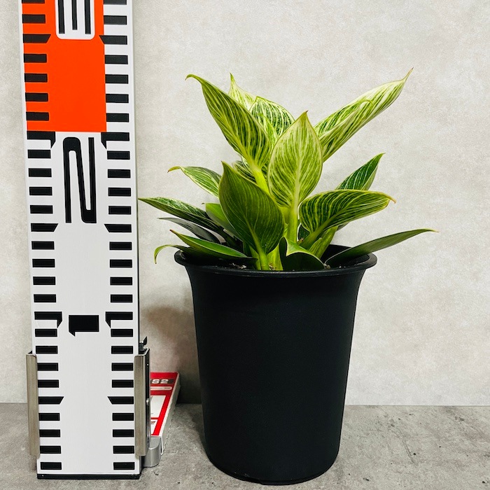 観葉植物 フィロデンドロン・バーキン 4号鉢 おしゃれな室内