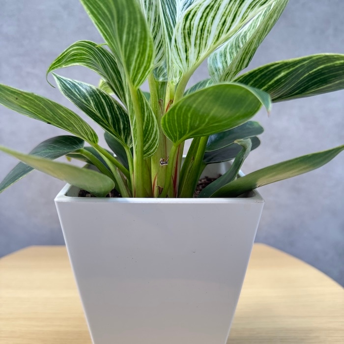 観葉植物 フィロデンドロン・バーキン 4号鉢 おしゃれな室内インテリア