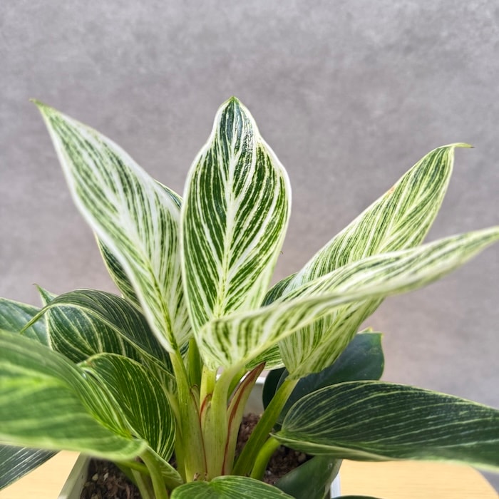 観葉植物 フィロデンドロン・バーキン 4号鉢 おしゃれな室内インテリア