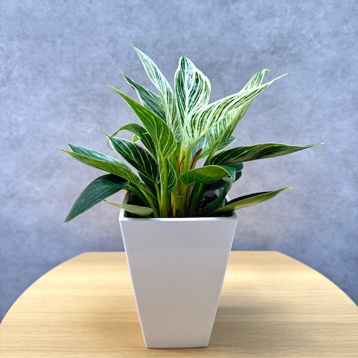 観葉植物 フィロデンドロン・バーキン 4号鉢 おしゃれな室内インテリア
