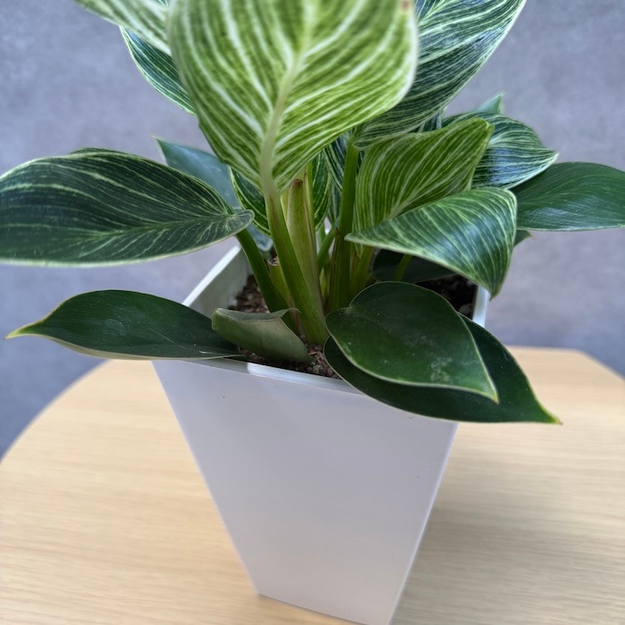 観葉植物 フィロデンドロン・バーキン 4号鉢 おしゃれな室内インテリア