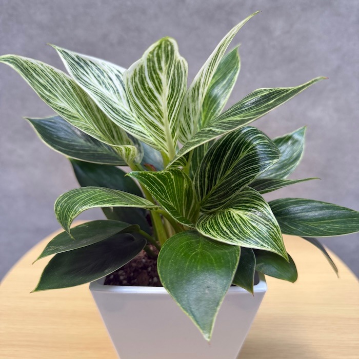観葉植物 フィロデンドロン・バーキン 4号鉢 おしゃれな室内インテリア