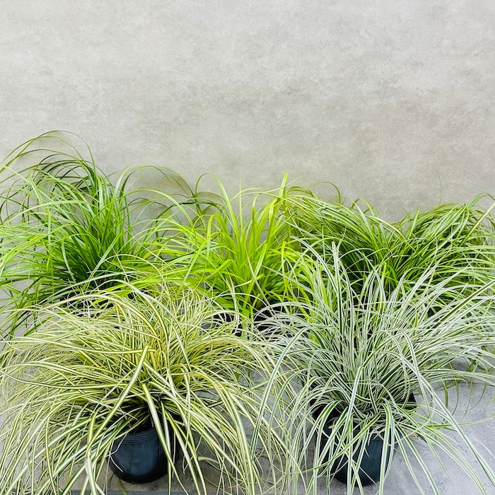 10_000000001794.jpg?1727333368