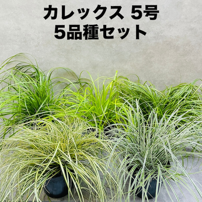 カレックス 5品種セット 寄せ植え用 15株セット 15cm苗 常緑多年草