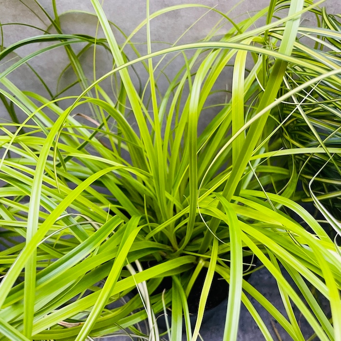カレックス 5品種セット 寄せ植え用 15株セット 15cm苗 常緑多年草