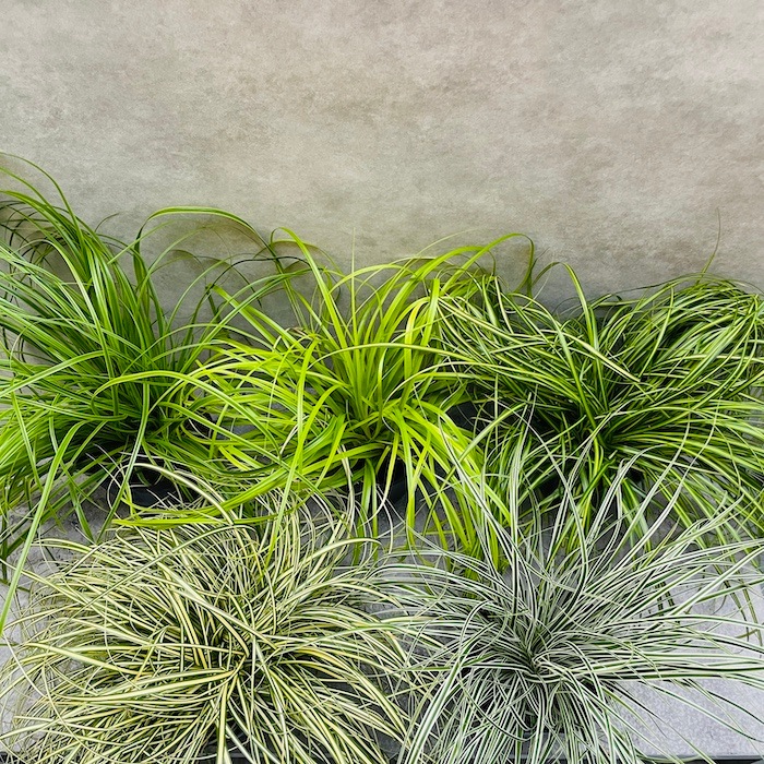 カレックス 5品種セット 寄せ植え用 15株セット 15cm苗 常緑多年草