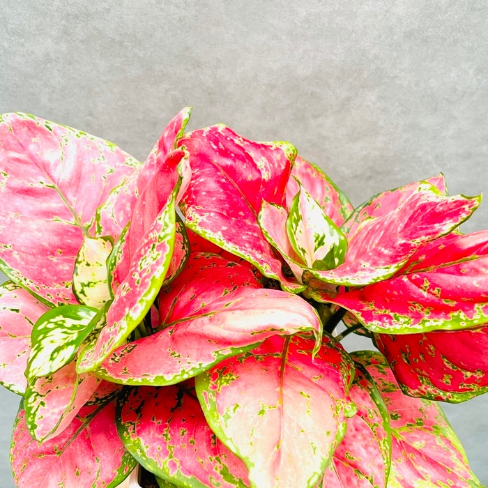 12500⤵️♧❇カラフルなアグラオネマ5品種セット販売です。 観葉植物 アグラオネマ・ビューティー 5号スクエア鉢 おしゃれな室内