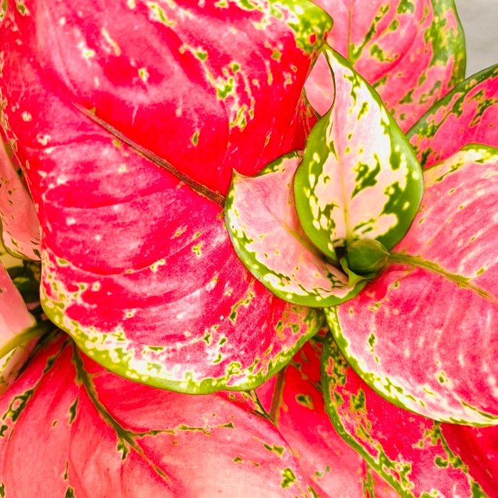 観葉植物 アグラオネマ・ビューティー 5号スクエア鉢 おしゃれな室内