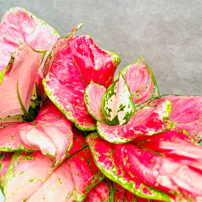 観葉植物 アグラオネマ・ビューティー 5号スクエア鉢 おしゃれな室内