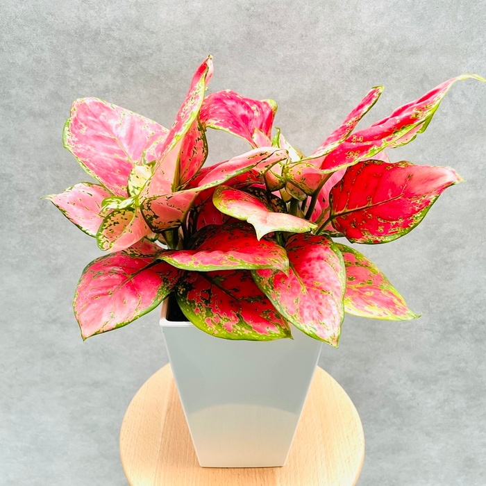 観葉植物 アグラオネマ・ビューティー 5号スクエア鉢 おしゃれな室内