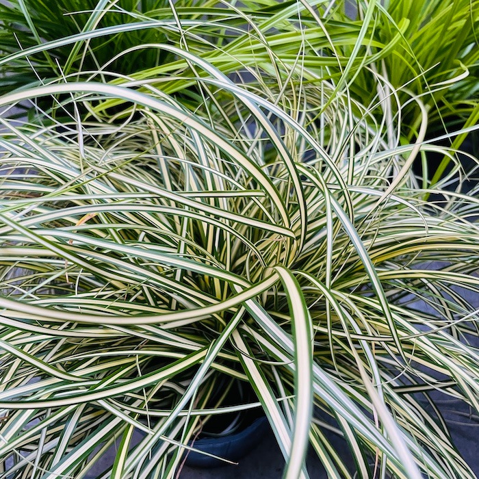 カレックス 5品種セット 寄せ植え用 5株セット 15cm苗 常緑多年草