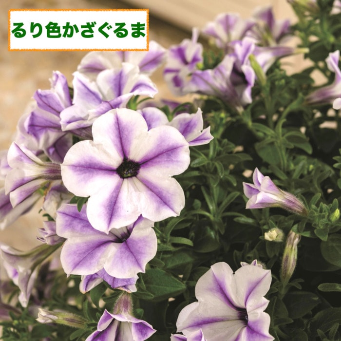 【花苗】サフィニアアート るりいろ風ぐるま タグ付き ポットごと発送 サントリーさんのペチュニア☆サフィニア・アート「るりいろ風