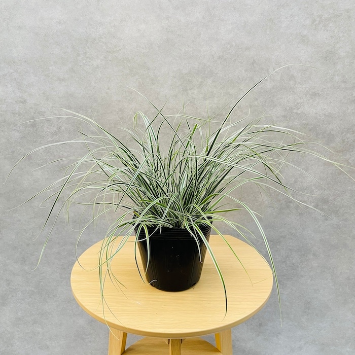 斑入り カレックス オシメンシス エベレスト 5株セット 15cm苗 常緑