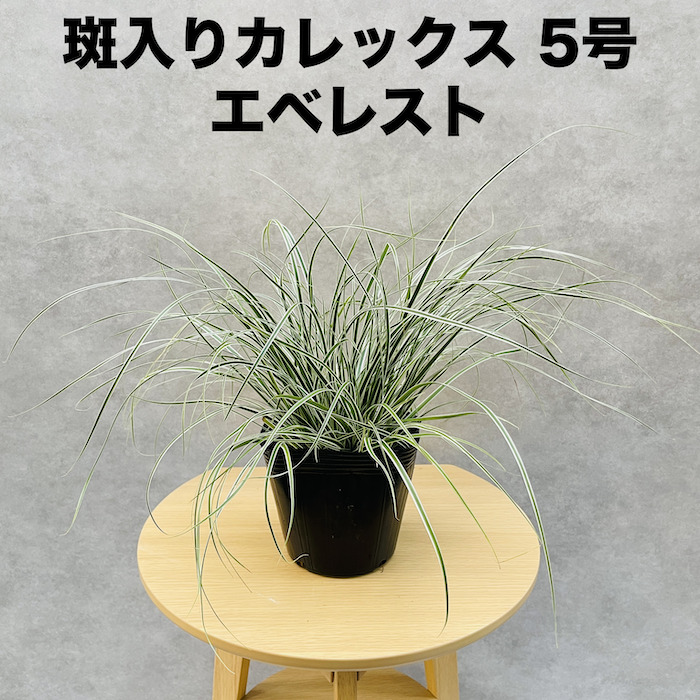 斑入り カレックス オシメンシス エベレスト 5株セット 15cm苗 常緑