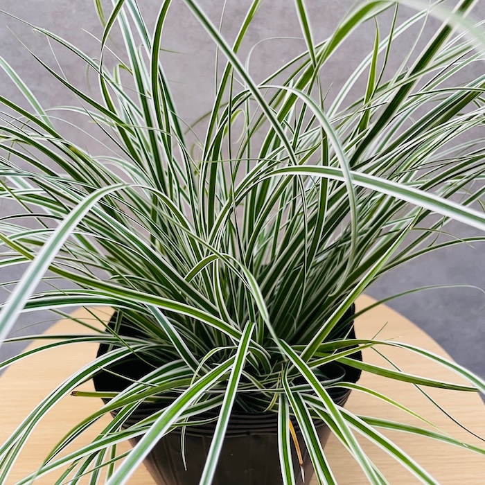 斑入り カレックス オシメンシス エベレスト 5株セット 15cm苗 常緑