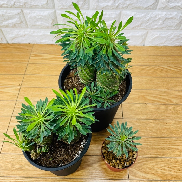 観葉植物 ユーフォルビア ソテツキリン 3個セット 2.5号 4号 5号