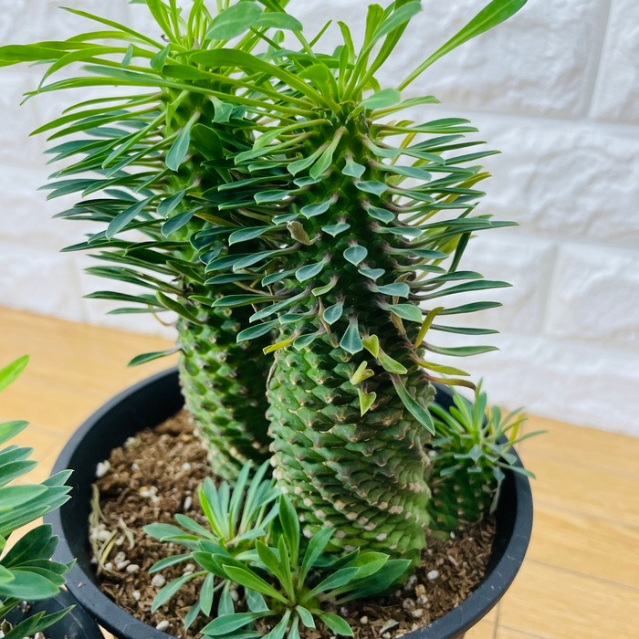 現品 観葉植物 ユーフォルビア ソテツキリン 8号鉢 大型株