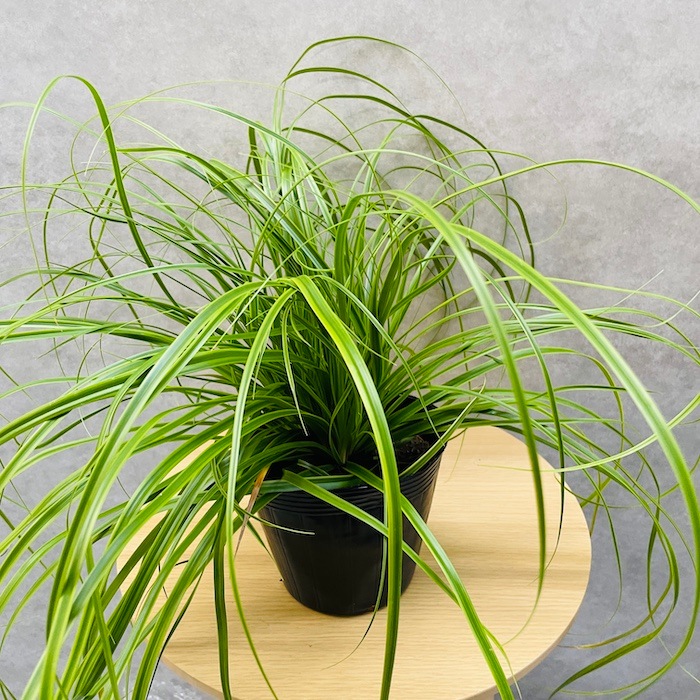 斑入り カレックス オシメンシス エバーライム 10株セット 15cm苗 常緑