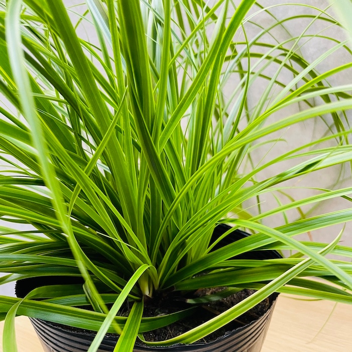 斑入り カレックス オシメンシス エバーライム 10株セット 15cm苗 常緑