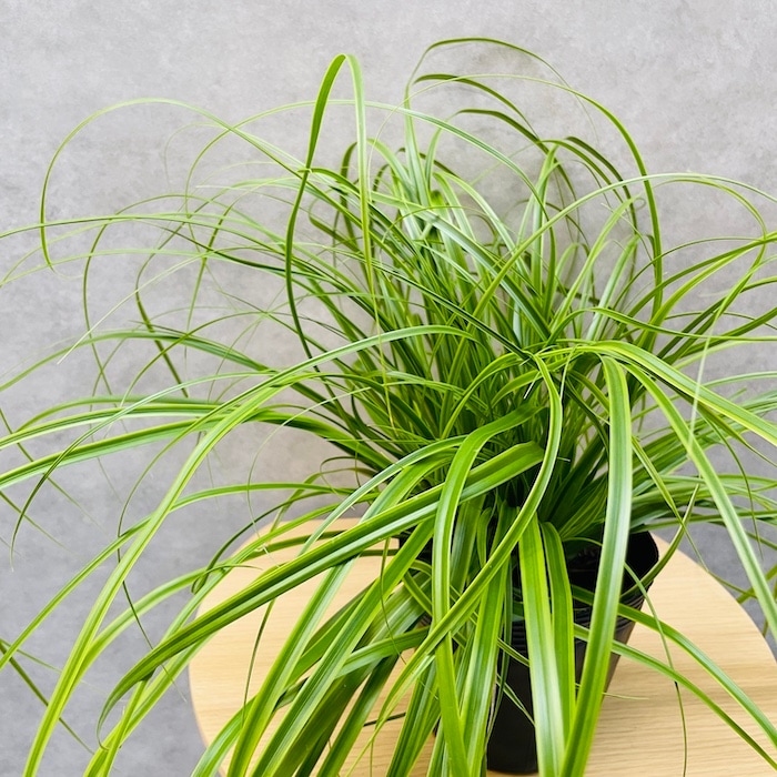 斑入り カレックス オシメンシス エバーライム 10株セット 15cm苗 常緑