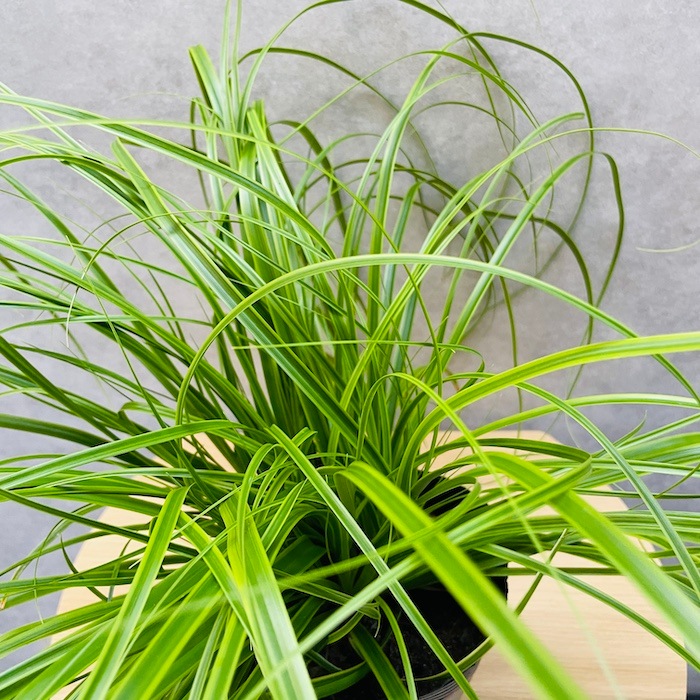 斑入り カレックス オシメンシス エバーライム 10株セット 15cm苗 常緑