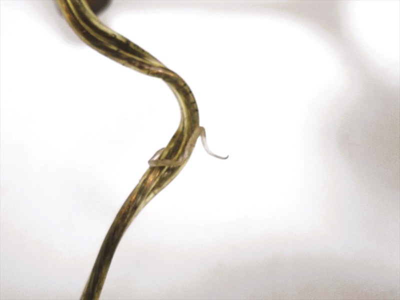 60��70�ǣ�FORECAST LIGHTING�ҡ��ߤ겼������