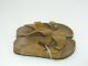 Betula��by��BIRKENSTOCK