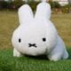 �̤�����ߥƥ��å��奫�С� �ǥ��å����֥롼�� ���������� �ۥ磻�� [6925257][miffy][Dick Bruna]