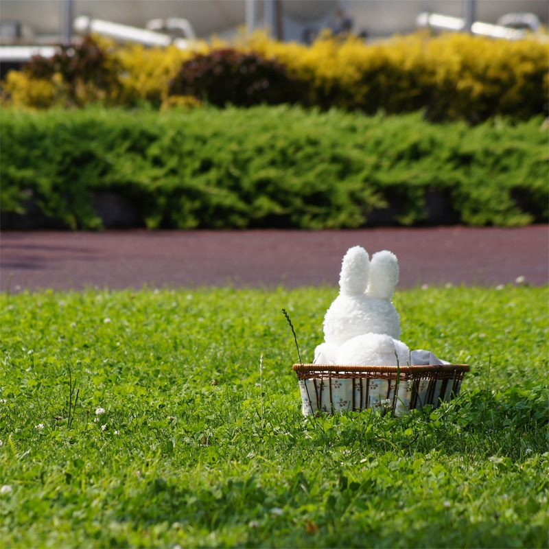 [615150] �֥롼�ʥե��ߥ꡼ ���ä���ͤ��٤� ���������� [miffy][Dick Bruna]