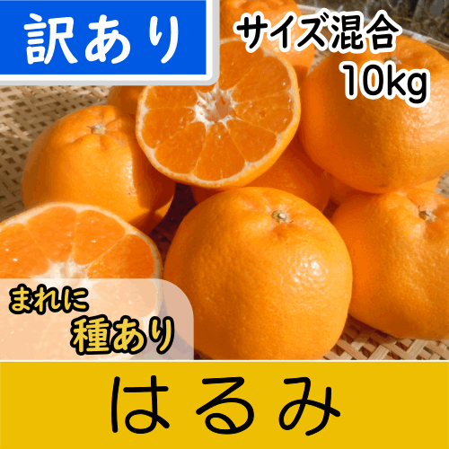 【南三重産】はるみ_訳あり品サイズ混合_10kg箱入～シラヌイの妹～