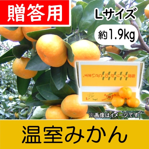 【南三重産】温室みかん_贈答用Lサイズ_2kg箱入(約1.9kg入)～夏の贈り物に☆～