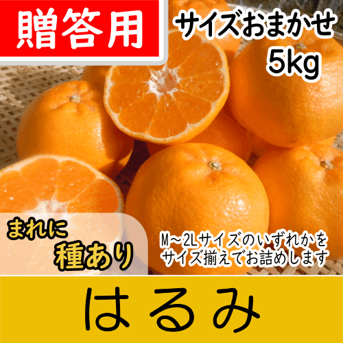 【南三重産】はるみ_贈答用_5kg箱入～シラヌイの妹★サイズおまかせ～