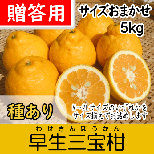 【南三重産】早生三宝柑_贈答用★サイズおまかせ★_5kg箱入～紀州生まれの縁起みかん～