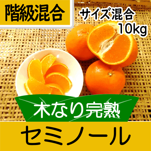 予約販売★4/15以降発送予定【南三重産】木なり完熟★セミノール_階級混合_サイズ混合_10kg～樹上で完熟！～