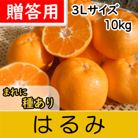 【南三重産】はるみ_贈答用3Lサイズ_10kg箱入～シラヌイの妹～