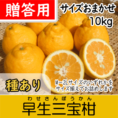 【南三重産】早生三宝柑_贈答用★サイズおまかせ★_10kg箱入～紀州生まれの縁起みかん～