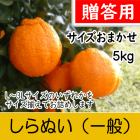 【南三重産】しらぬい_贈答用★サイズおまかせ★5kg入～「不知火」食べ応えのある柑橘の王様～