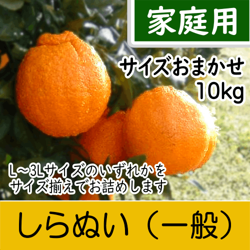 【南三重産】しらぬい_家庭用★サイズおまかせ★10kg入～「不知火」食べ応えのある柑橘の王様～