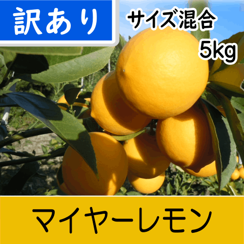 【南三重産】マイヤーレモン★訳あり品_サイズ混合_5kg箱入～丸みがあり甘味のあるレモン～