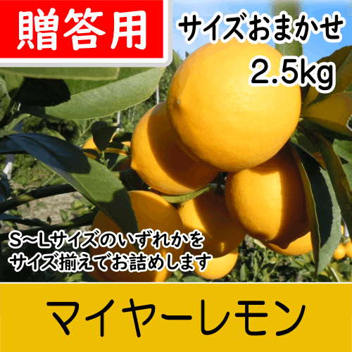 【南三重産】マイヤーレモン★贈答用2.5kg入★サイズおまかせ～丸みがあり甘味のあるレモン～
