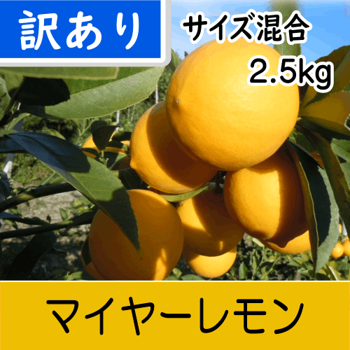 【南三重産】マイヤーレモン★訳あり品_サイズ混合_2.5kg箱入～丸みがあり甘味のあるレモン～